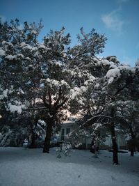 Trees by snow covered buildings against sky