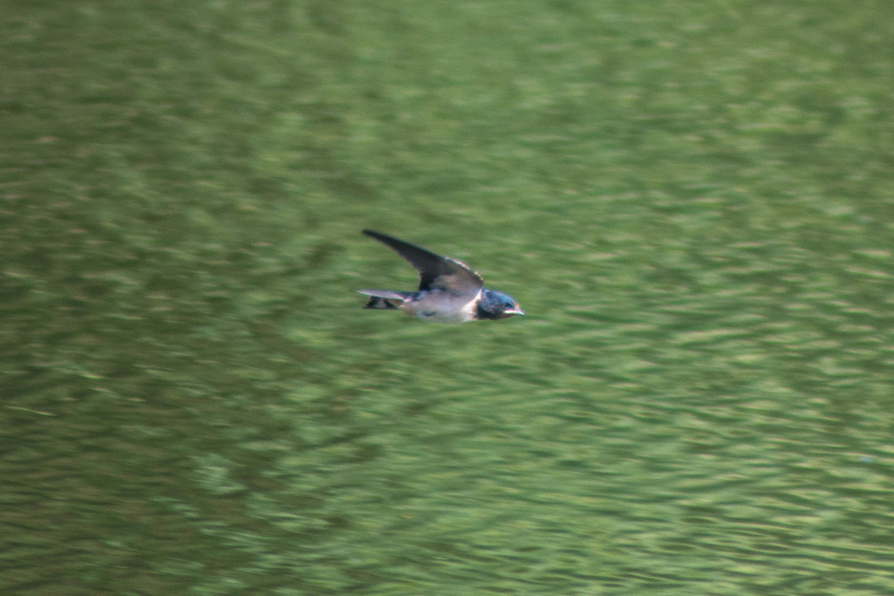 HIGH ANGLE VIEW OF BIRD IN LAKE