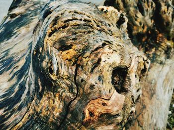 Close-up of driftwood on tree trunk