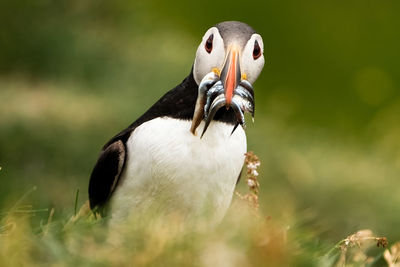 Close-up of bird perching on field