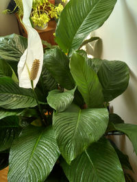 Close-up of green leaves