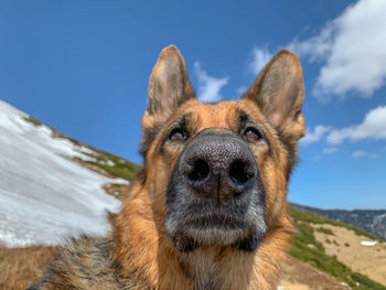 Portrait of dog looking away