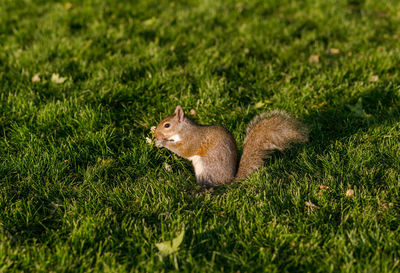 Side view of squirrel on field