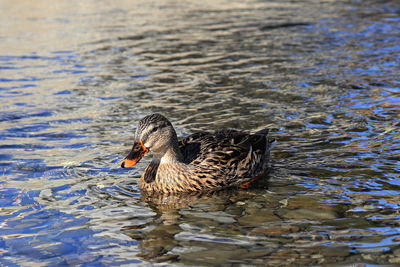 Duck swimming in lake