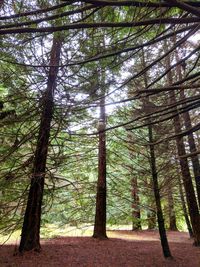 Low angle view of trees in forest