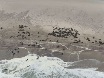 High angle view of sealcolonie in skeleton coast namibia