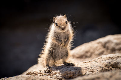 Close-up of a back lit chipmunk on rock