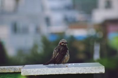 Close-up of bird perching on wood