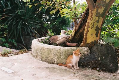 Cat resting on tree