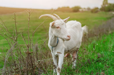 Domestic white goat grazes on a green pasture