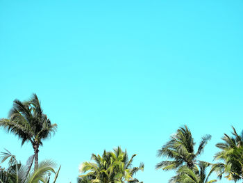 Low angle view of palm trees against clear blue sky