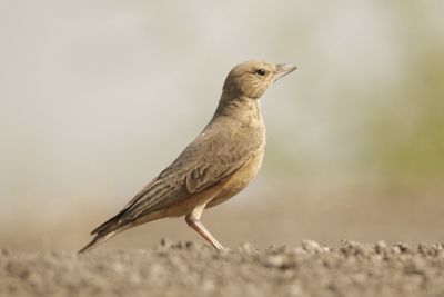 Rufous tailed lark