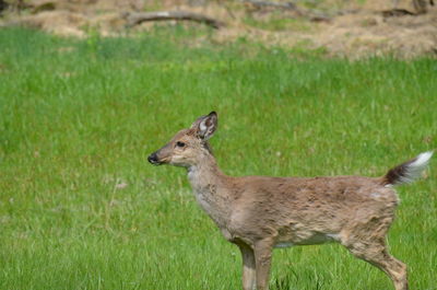 Side view of an animal on field