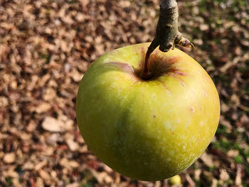 Close-up of apple on tree