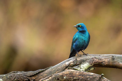 Greater blue-eared starling on log turning head