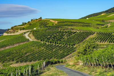 Scenic view of vineyard against sky