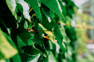 Close-up of leaves against blurred background