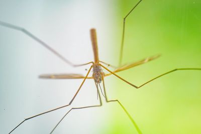 Close-up of insect