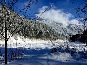 Snow covered trees against sky