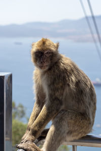 Monkey sitting on railing against sky