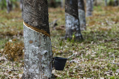 Close-up of tree trunk on field