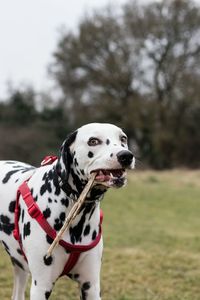 Close-up portrait of dog against trees