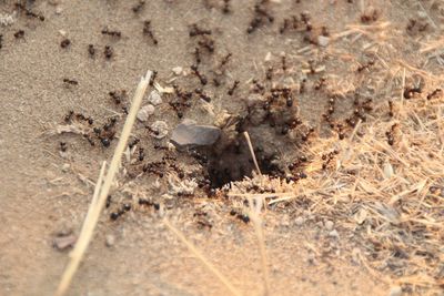 High angle view of ant on sand