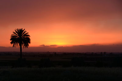 Silhouette trees on field against orange sky