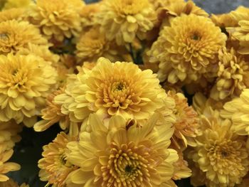 Close-up of yellow flowering plants