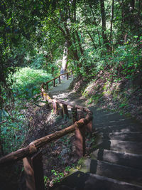 View of an animal amidst trees in forest
