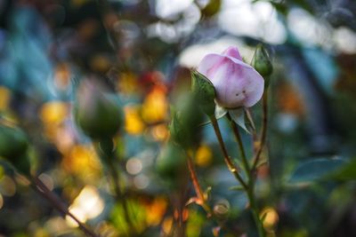 Close-up of pink flowering plant