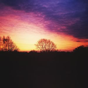 Silhouette of trees at sunset