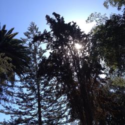 Low angle view of silhouette trees against sky