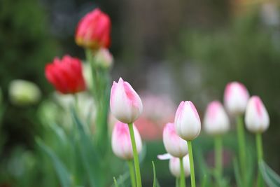 Close-up of pink tulips