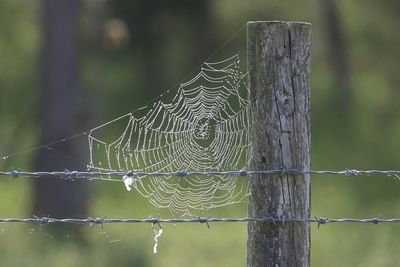 Close-up of wet spider web on wooden fence