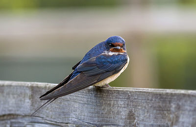 Close-up of bird perching on wood