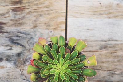 Close-up of cactus plant