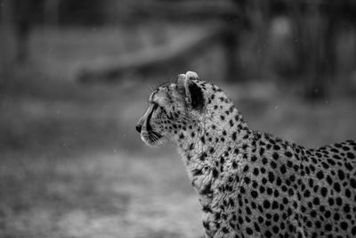 Side view of a cheetah