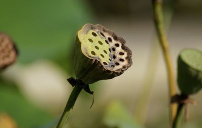 Close-up of butterfly on plant