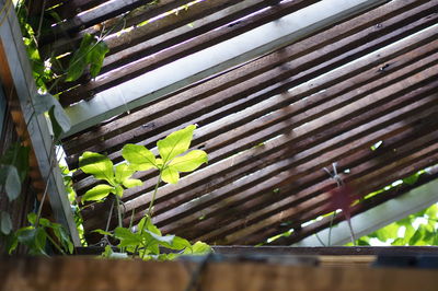 Low angle view of plants