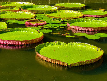 View of lily pads in lake