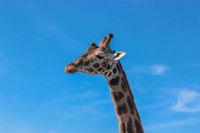 Low angle view of giraffe against sky