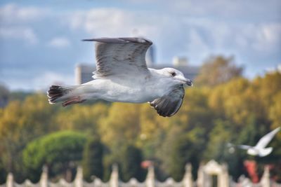 Seagull flying