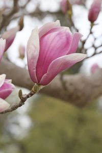 Close-up of pink flower buds