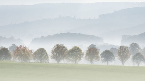 Trees on field against foggy weather