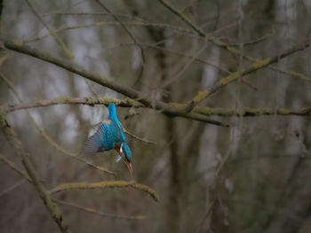 Bird perching on branch