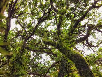 Low angle view of tree against sky