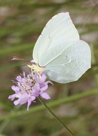 Close-up of butterfly on flower
