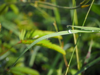 Close-up of wet plant