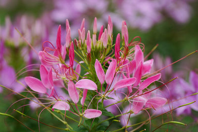 Close-up of pink flowering plant